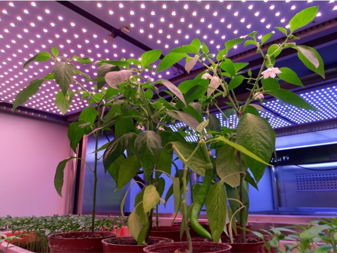 定制LED植物补光灯-植物生长灯（方形灯板）