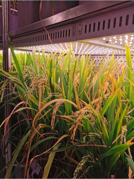 定制LED植物补光灯-植物生长灯（方形灯板）