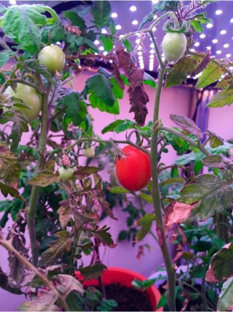 定制LED植物补光灯-植物生长灯（方形灯板）