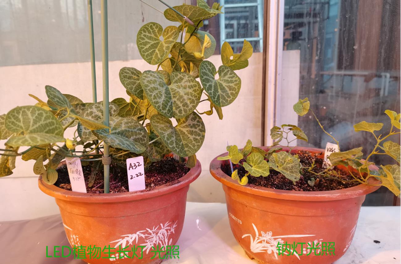 中科院植物所光合中心大量更换LED植物灯（第二批）