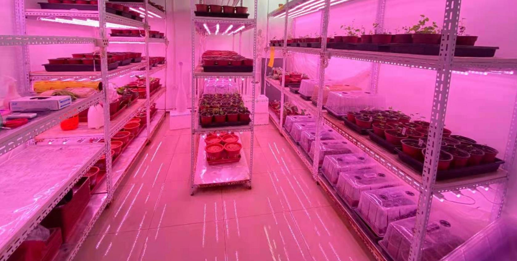 中科院植物所光合中心大量更换LED植物灯(第二批) 中科院植物所光合中心大量更换LED植物灯(第二批)