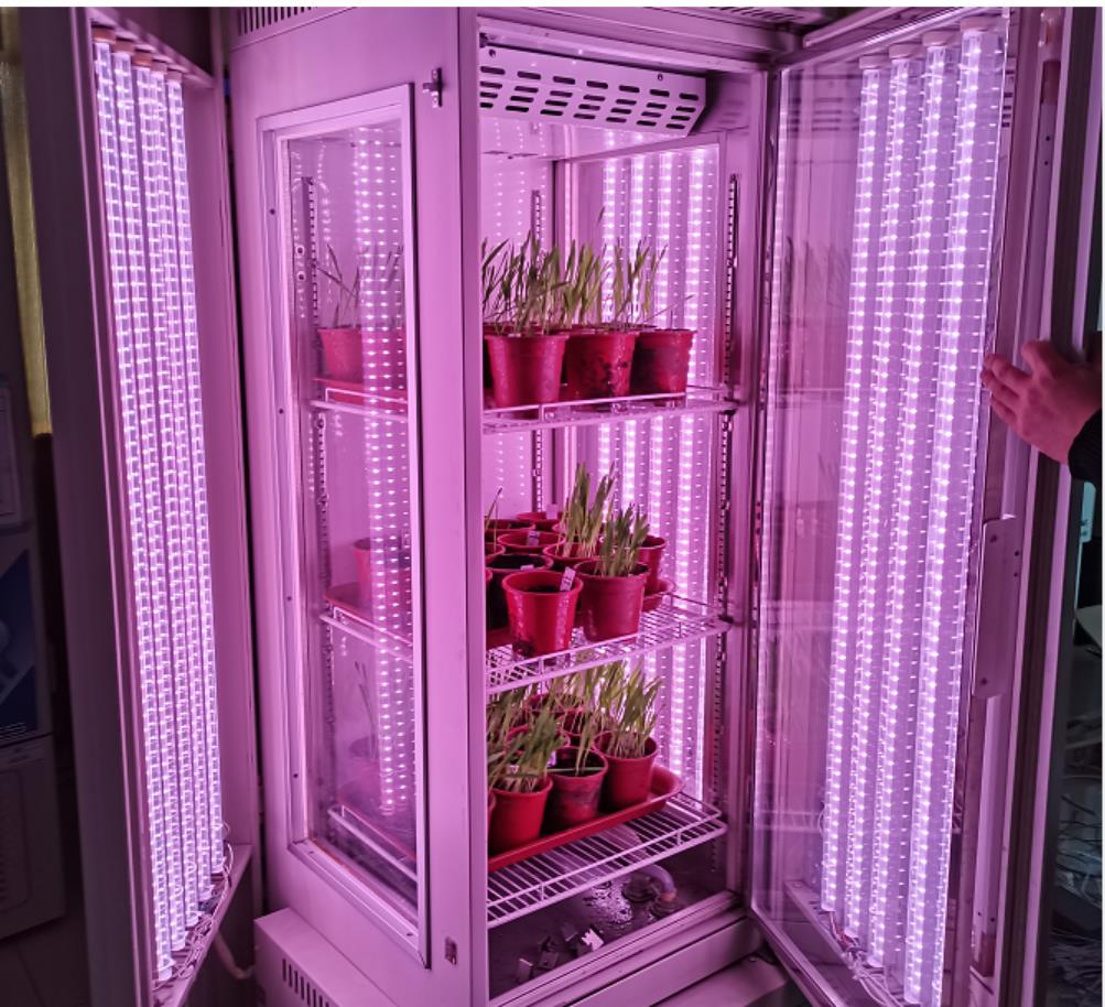 中国农科院-植物病虫害生物国重-人工气候室验收 中国农科院-植物病虫害生物国重-人工气候室验收
