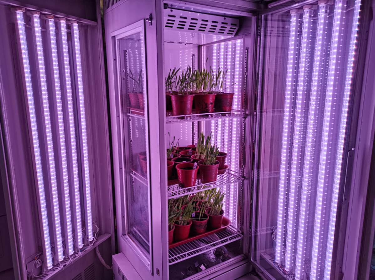 中国农科院-植物病虫害生物国重-人工气候室验收 中国农科院-植物病虫害生物国重-人工气候室验收