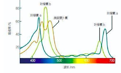 泰达仪植物补光灯(6)—光与光合色素之间的规律 泰达仪植物补光灯(6)—光与光合色素之间的规律
