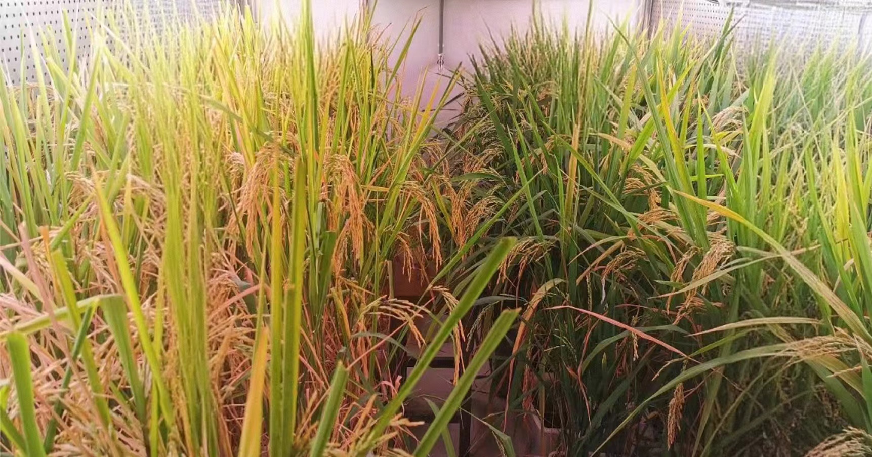水稻